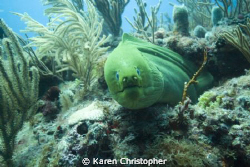 "Did You Say Smile?"
Green Moray Eel almost looks like i... by Karen Christopher 